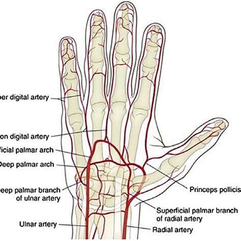 Radial Artery