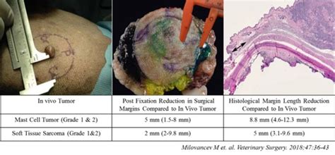 Using In vivo and Histological Surgical Margins in Canine Skin Tumors