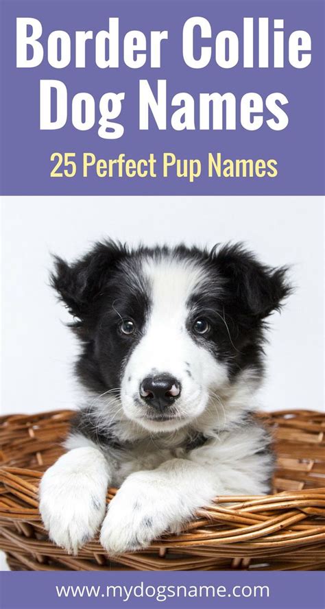 Top Border Collie Names – [785+ Ideas For Your Pup] | Dog names, Border collie names, Collie dog