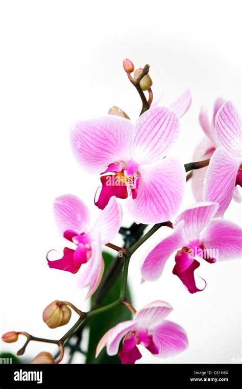 Pink orchid isolated on a white background Stock Photo - Alamy