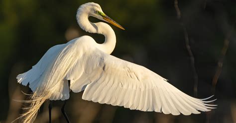 Great Egret - American Bird Conservancy