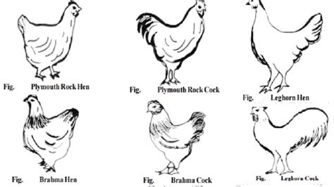 Poultry Breeds