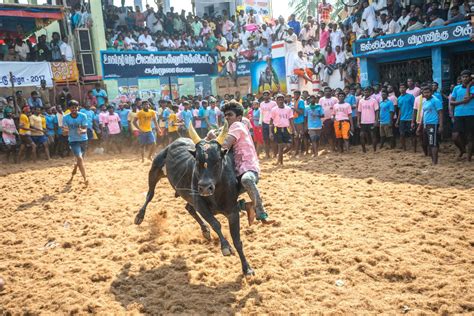 Jallikattu Photos, Download The BEST Free Jallikattu Stock Photos & HD ...