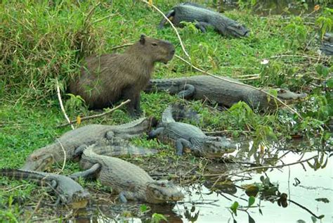 Why Do Capybaras Hang Out With Other Animals?