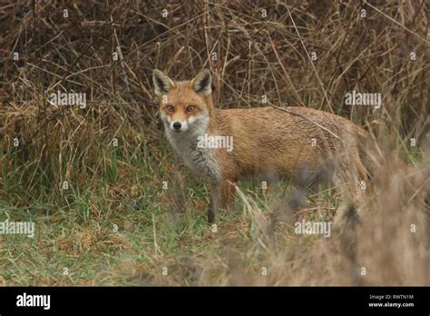 A magnificent Red Fox (Vulpes vulpes) searching for food to eat at the edge of shrubland Stock ...