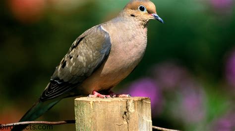 mourning dove symbolism - birdsfacts