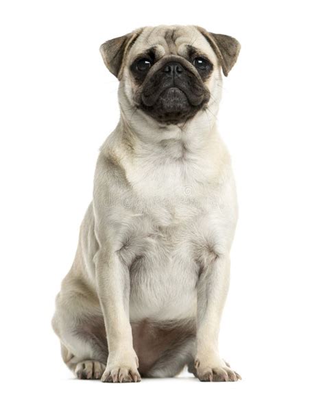 Pug sitting stock photo. Image of domestic, view, camera - 67204036