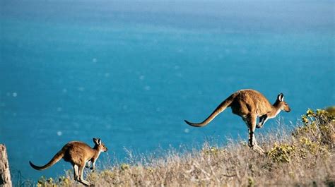 Australian Wildlife in Fleurieu Peninsula, South Australia | Australian wildlife, Australian ...