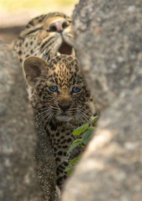 leopard-cub-and-its-mother-in-a-tree-by-matt-poole | Luxury African ...