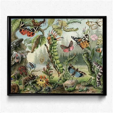 Insects Vintage Print 5 Insects Poster Insect Picture Insects Art ...