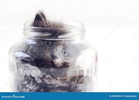 Cat in a glass jar stock photo. Image of melted, glass - 44898934