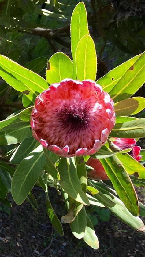 UC Santa Cruz Arboretum Arboretum, Garden, Flowers, Plants, Santa Cruz, Garten, Lawn And Garden ...