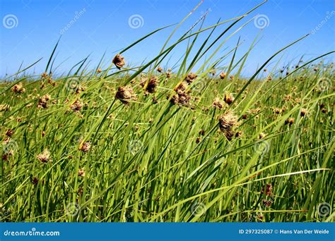 Beautiful Flowering Marram Grass Along the Beach on the Dutch Wadden ...