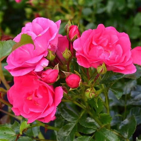 Pink Flower Carpet Procumbent Rose - Harrod Horticultural