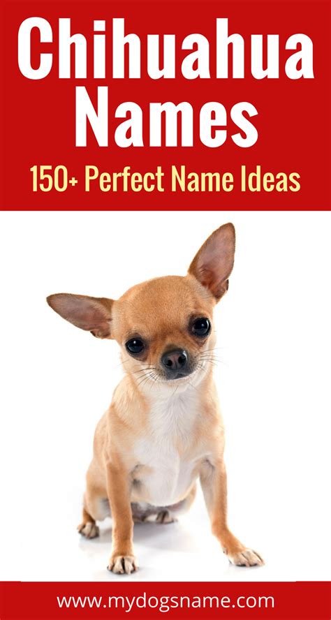 150+ Perfect Chihuahua Names - My Dog's Name | Chihuahua names, Dog names, Puppy names