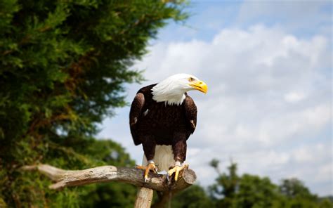 Download wallpapers Bald eagle, North America, bird of prey, predator ...