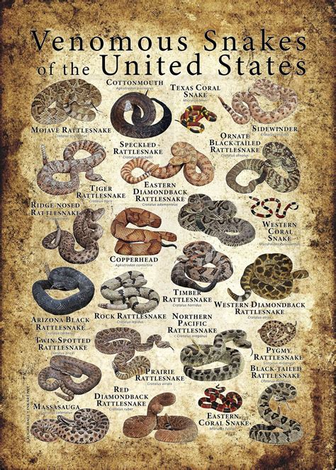 Venomous Snakes of the United States Poster Print | Etsy | Types of ...