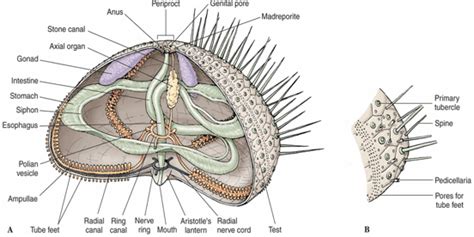 Internal ...and more! | Urchin, Sea urchin, Echinoderm