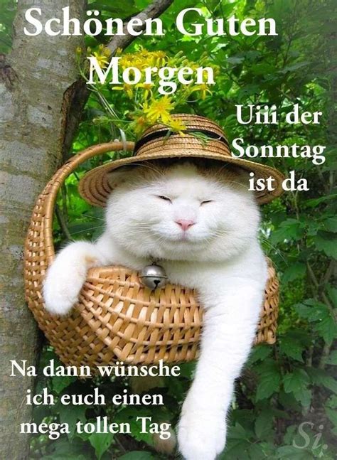 ᐅ Guten Morgen Sonntag Lustig Pics - GB Pics - GBPicsBilder | Schönen katzen, Hübsche katzen ...