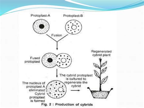 (Somatic hybridization) | PPT