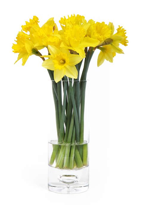 Daffodils In Vase Free Stock Photo - Public Domain Pictures