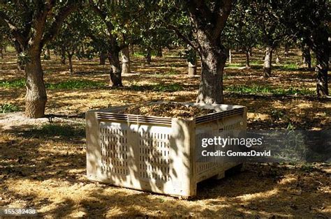 304 Pistachio Farm Stock Photos, High-Res Pictures, and Images - Getty Images