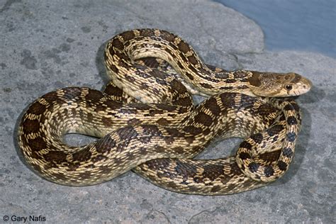 Lost Coast Interpretive Association Pacific Gopher Snake - Lost Coast ...