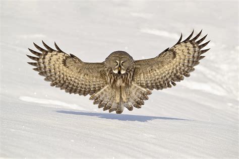 Great Grey Owl Hunting Photograph by Jules Cox - Pixels