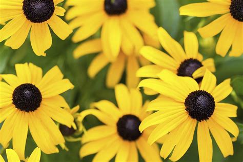 Rudbeckia Varieties - Black Eyed Susan Flowers