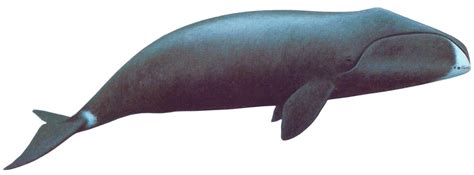 Whale Transparent Isolated PNG | PNG Mart