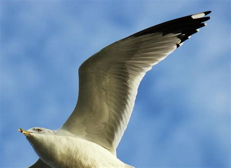 Winging It Photograph by Larry Kniskern