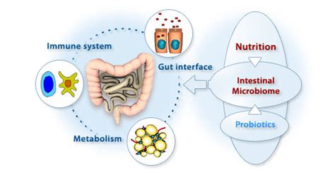 This Is How Processed Foods Affect Your Gut Microbiome In The Long-Run ...