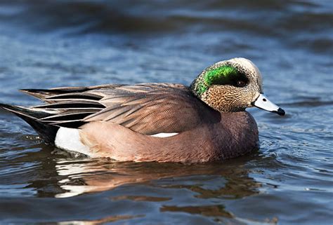 Top 60 Wigeon Duck Stock Photos, Pictures, and Images - iStock