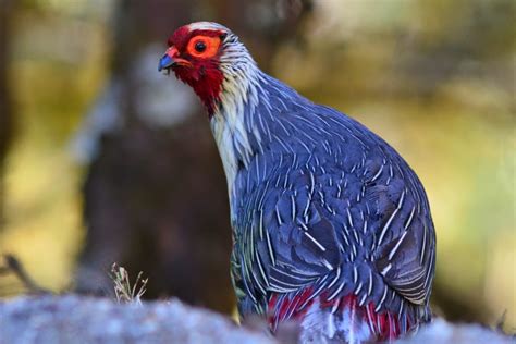 Bird Watching in Japan & Asia: Birdwatching in Bhutan 1 (17-26 April, 2014)