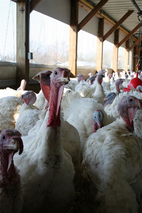 Avian Flu Diary: Minnesota Reports 2 More Presumptive Positive Farms: Growing Economic Impact Of ...