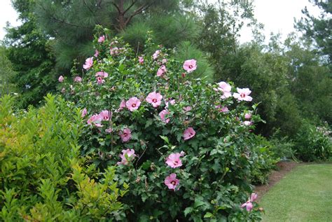 Hibiscus syriacus 'Aphrodite' – Nurseries Caroliniana