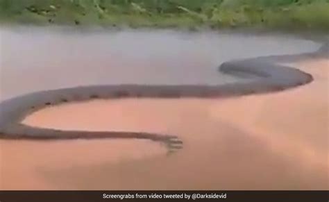 Is That A 50-Foot Anaconda? Here's The Truth Behind Viral Snake Video