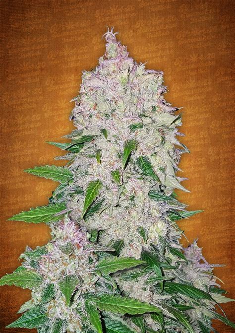 Fast Buds Stardawg AUTO Feminised Seeds – Natural Selection Leeds