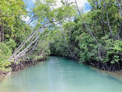 Daintree Rainforest River