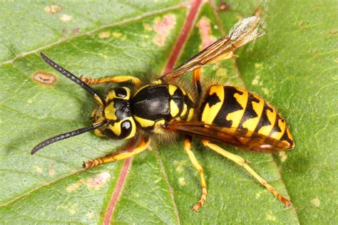 The flying pests of summer - Yellowjackets - YardSmartMarin