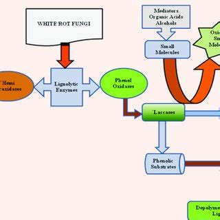 Schematic representation of degradation of lignin by lignolytic enzymes ...