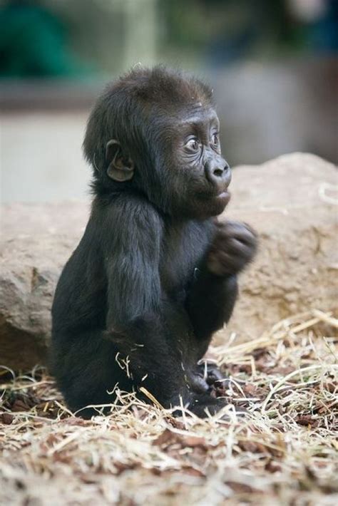 I want one!! Baby Gorilla - Cutest Paw | Baby gorillas, Cute baby ...