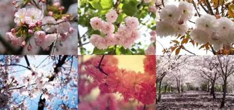 Sakura - Tudo sobre as cerejeiras do Japão