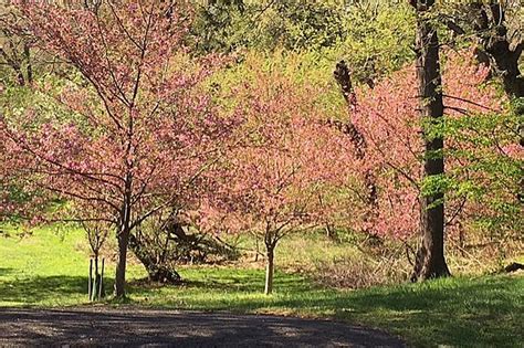 Newark's Cherry Blossom Festival is back for 2022