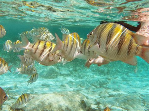 Snorkeling in Coco Cay, Bahamas. I've done that! So beautiful and ...