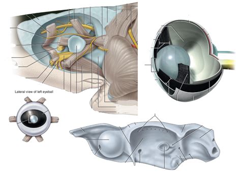 shark eyes Diagram | Quizlet