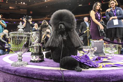 A standard poodle wins Westminster best in show