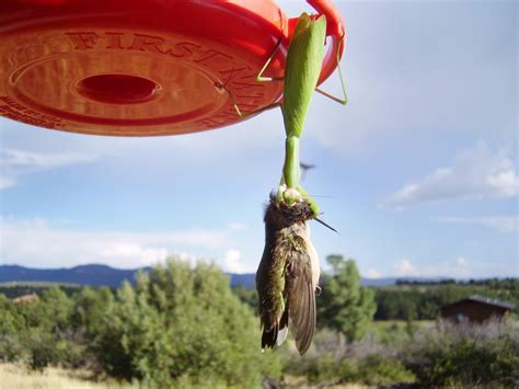 Des mantes religieuses observées en train de tuer des oiseaux pour leurs manger le cerveau