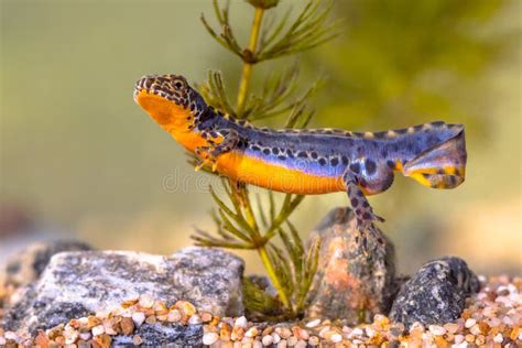 Alpine Newt Aquatic Animal Swimming in Freshwater Habitat Stock Image - Image of color, closeup ...