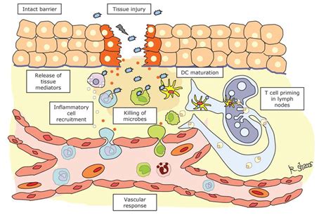 Inflammation Pathway